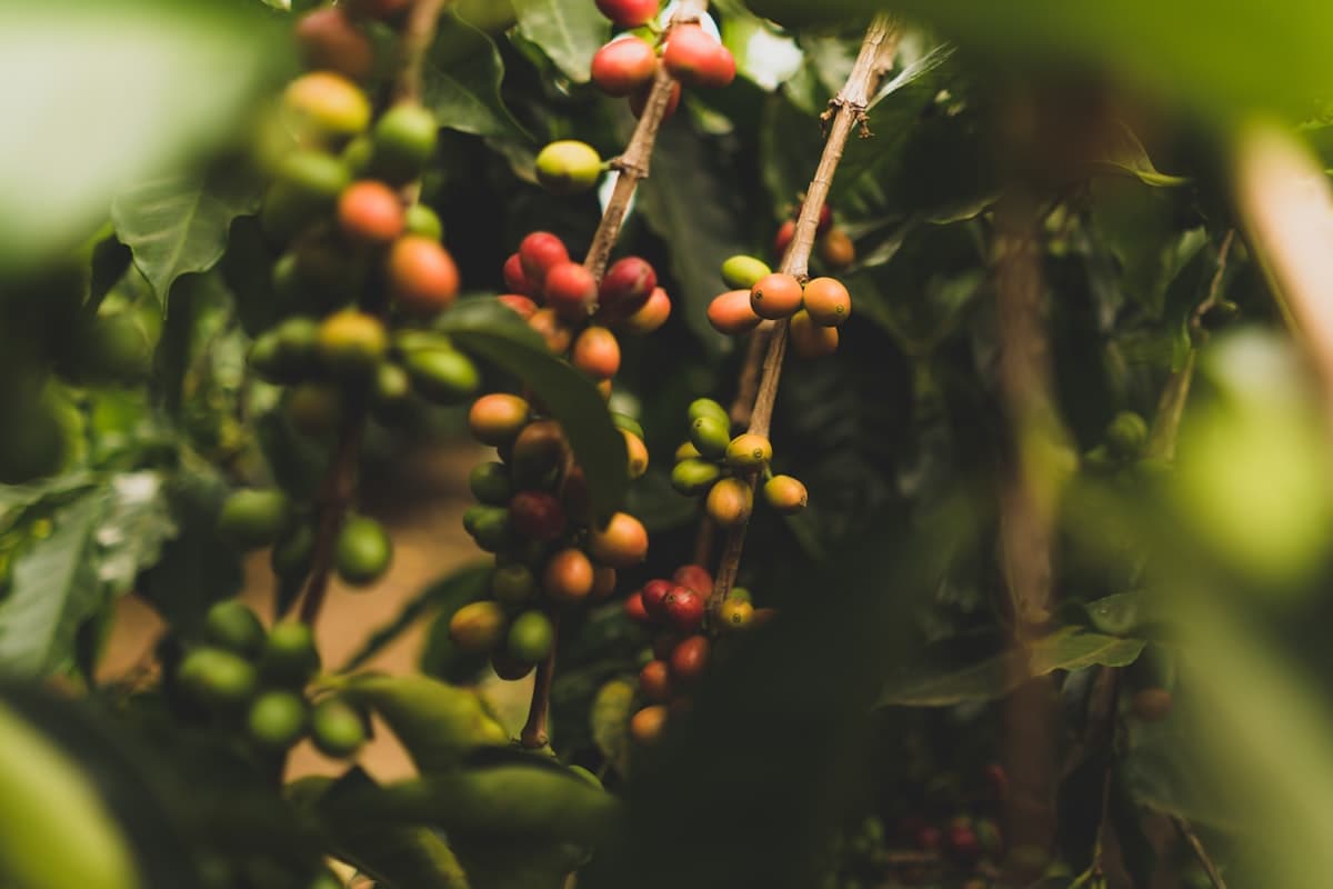 Bán cà phê nhân xô Robusta - Đắk Lắk, thu hoạch tháng 12/2025