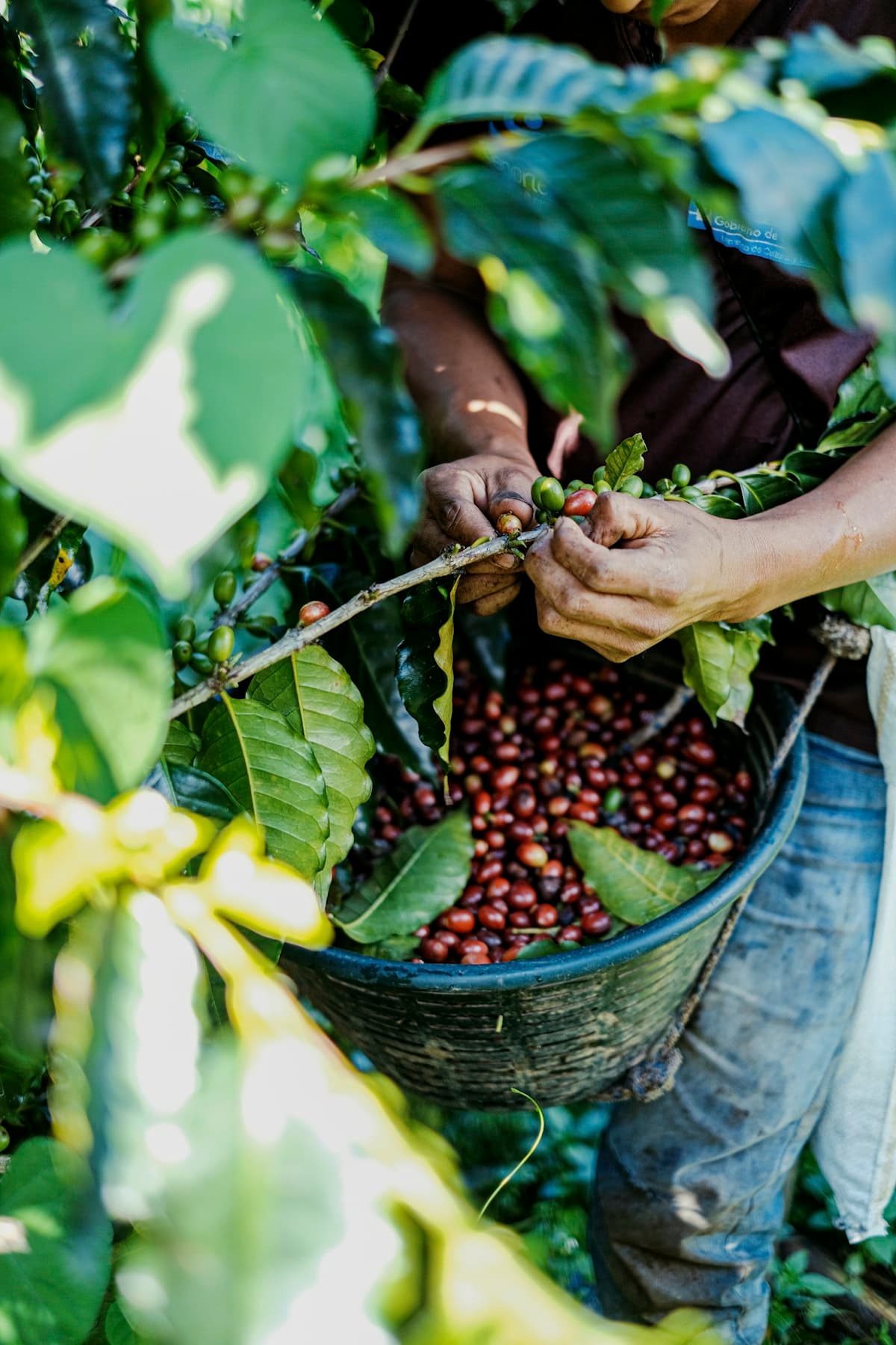 Cà phê Arabica Cầu Đất Đà Lạt - Specialty grade, SCA 84+