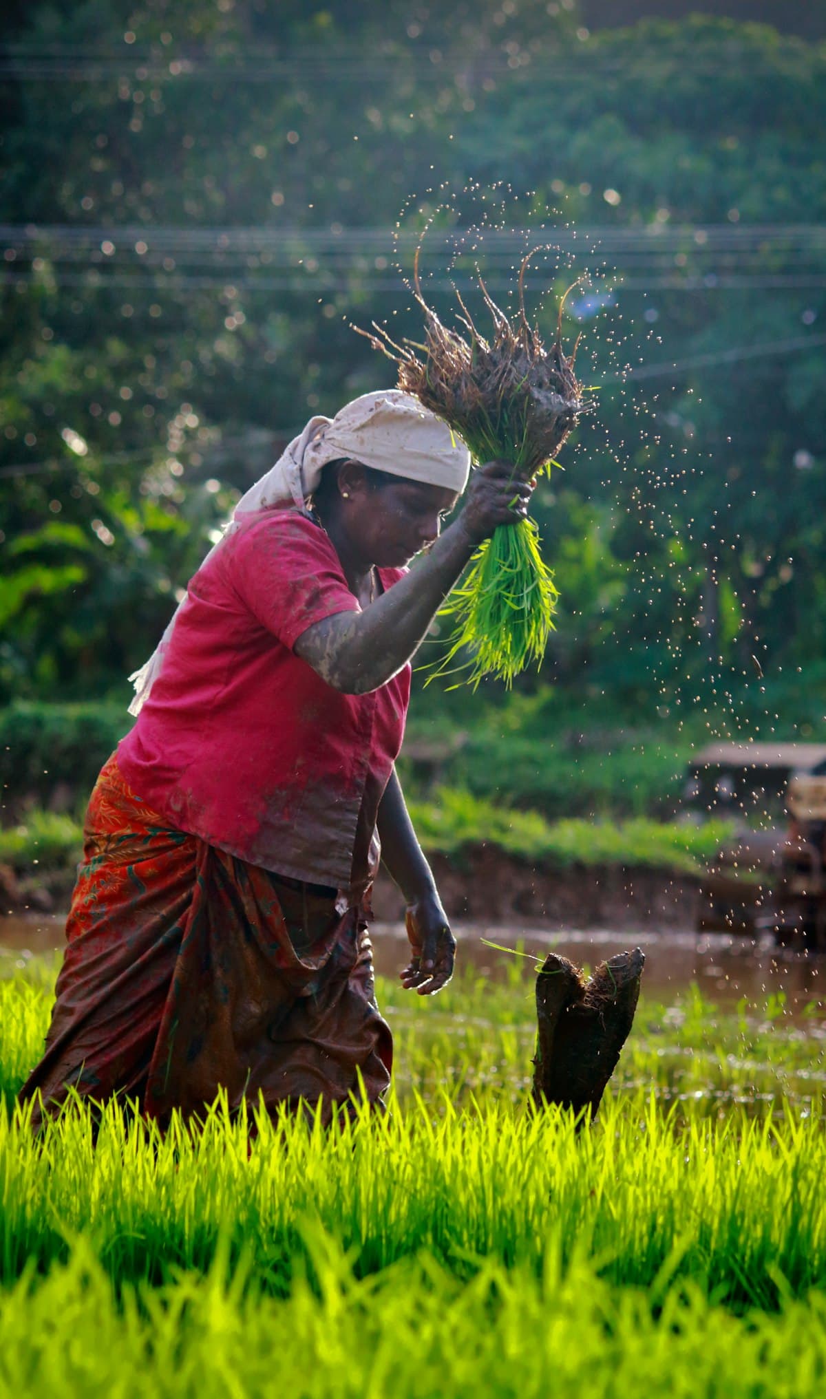 Gạo ST25 hữu cơ Sóc Trăng - đạt giải gạo ngon nhất thế giới