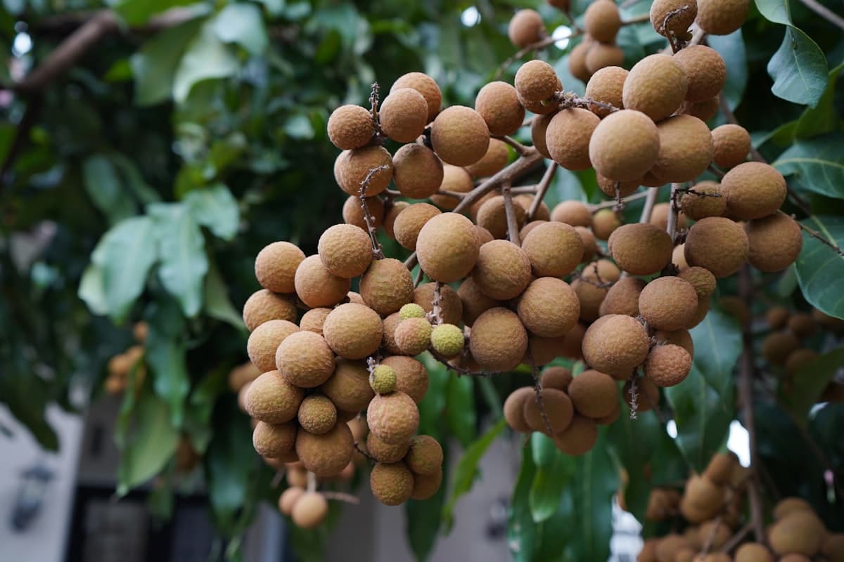 Nhãn xuồng cơm vàng Vĩnh Long - đặt cọc trước vụ giá tốt