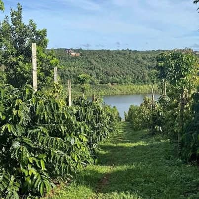 1,2ha full cafe view hồ Đắk Song — 3,2 tỷ