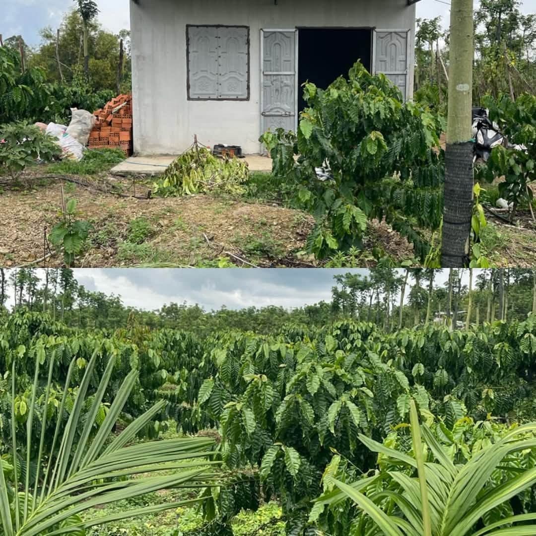 1,3ha cà phê sen tiêu, sầu riêng Nam Dong, Cư Jút