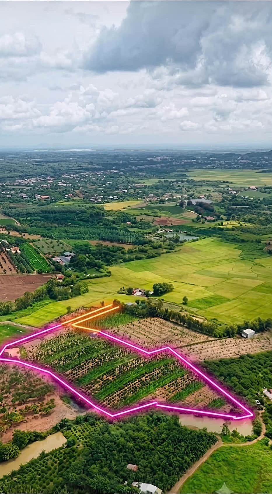 1,3ha cà phê sen tiêu, sầu riêng Nam Dong, Cư Jút - ảnh 2