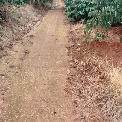 1,4ha cà phê xen bơ Di Linh, Lâm Đồng