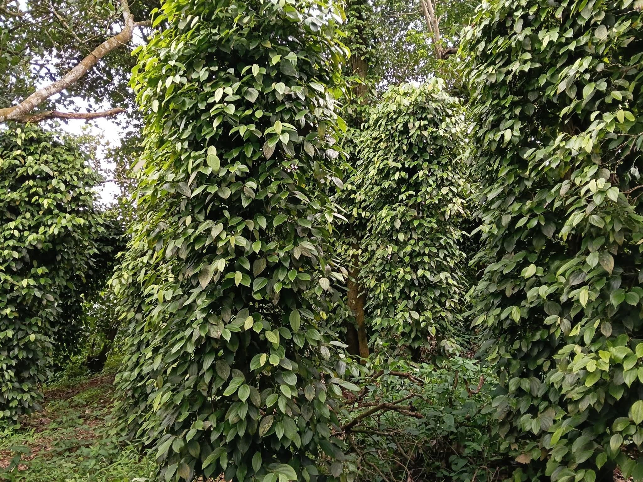 1,4ha đất cà phê + 40 sầu riêng + 300 trụ tiêu Quảng Phước