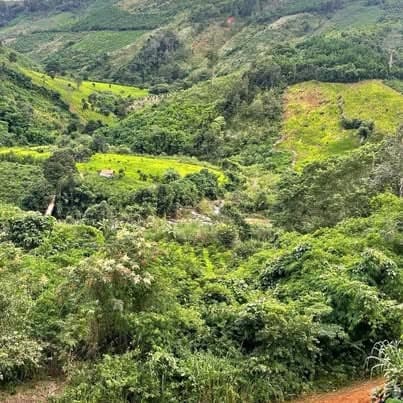 1,6ha đất đỏ Đắk Tô — 150tr