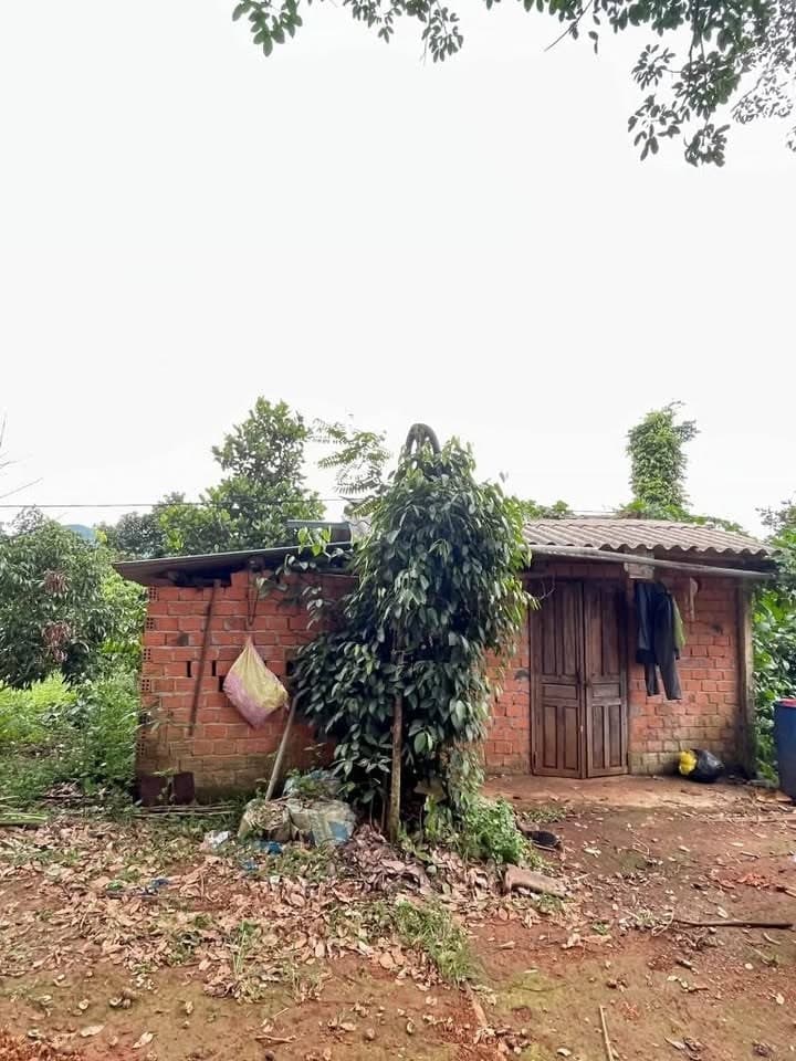 1,7ha đất rẫy cà xen sầu, tiêu Ia Grai, Gia Lai