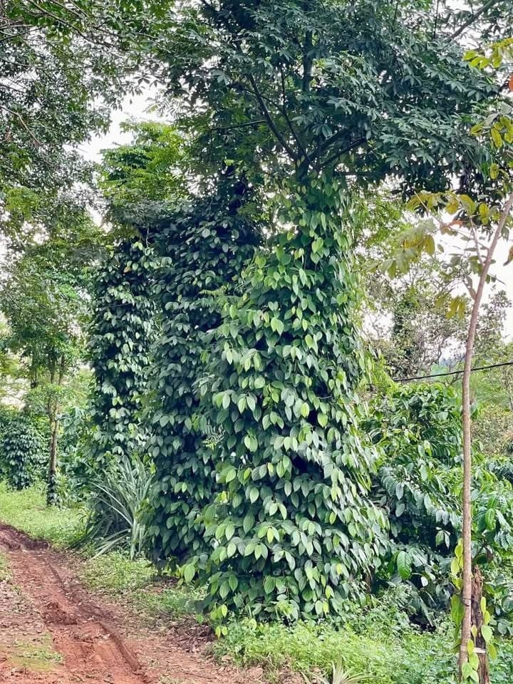 1,7ha đất rẫy cà xen sầu, tiêu Ia Grai, Gia Lai - ảnh 4