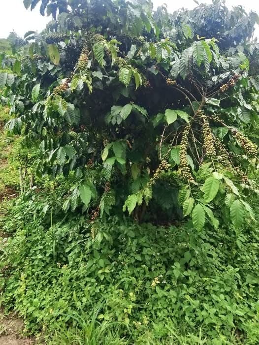 1,7ha đất trích lục Bảo Lâm 5 — 3,3 tỷ