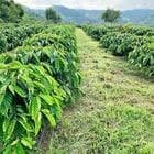 1 héc 1 đất rẫy giếng khoản Đien nặng lượng mặt trời toa lạc tại xã Ia Nhin chư