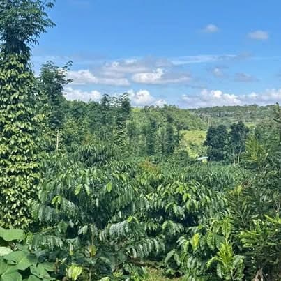 2,1ha cà phê + tiêu Đắk Hà, Gia Nghĩa — 4,6 tỷ