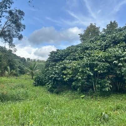 2,65ha cà phê kinh doanh, Bảo Lâm, Lâm Đồng — 6,2 tỷ (230tr/sào)