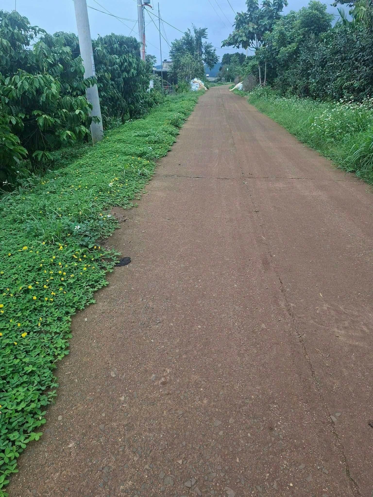 2 sào cà phê Hoài Đức — 1,35 tỷ
