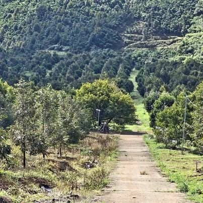 20ha vườn sầu riêng cho thu, Gia Nghĩa — 40 tỷ