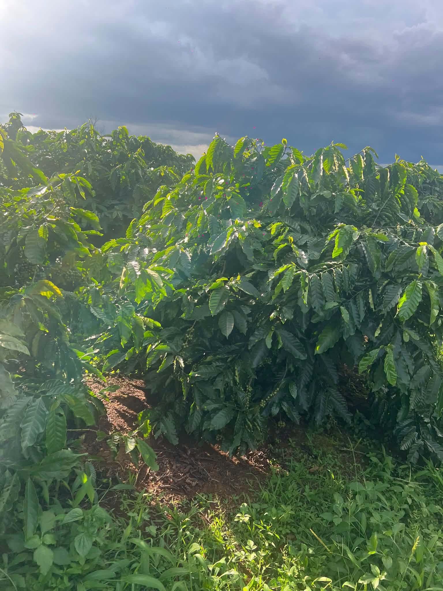 2ha cà phê kinh doanh, Ia Dêr (cũ), Gia Lai — 5 tỷ 5