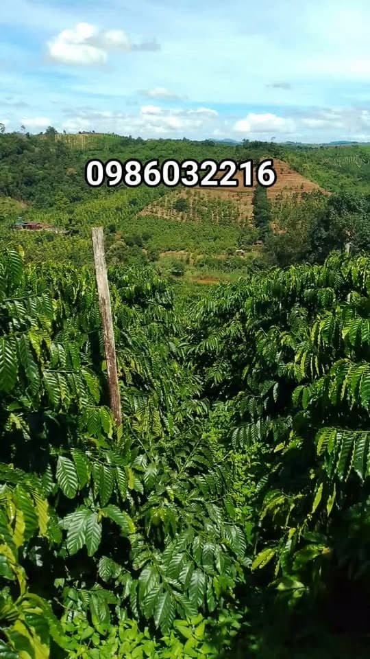 2ha mặt tiền đường nhựa Đắk Ha, Bắc Gia Nghĩa