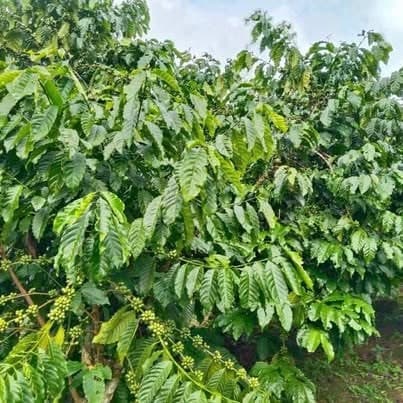 2ha vườn cà phê + sầu riêng cho thu, Bảo Lâm — 6,2 tỷ