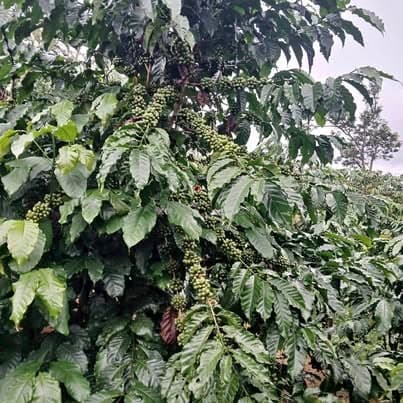 3,3 sào cà phê Bảo Lộc — 1,2 tỷ
