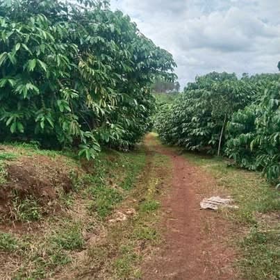3ha cà phê, Đinh Trang Thượng, Lâm Đồng — 10,5 tỷ