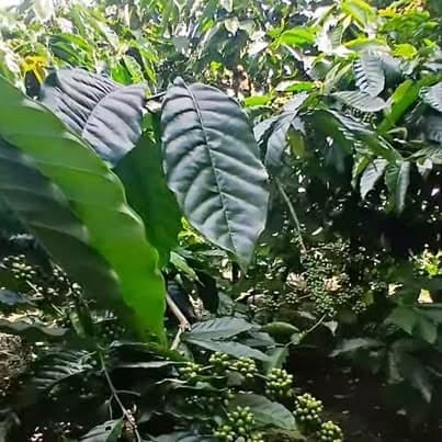 3ha vườn cà phê, Đà Loan, Đức Trọng, Lâm Đồng — 4,5 tỷ