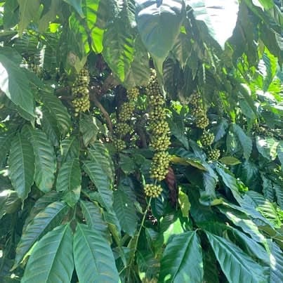 6ha full cà phê kinh doanh, Kon Tum — 13 tỷ