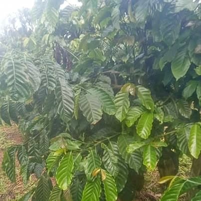 7,5 sào vườn cà phê, Đà Loan, Đức Trọng — 2,85 tỷ