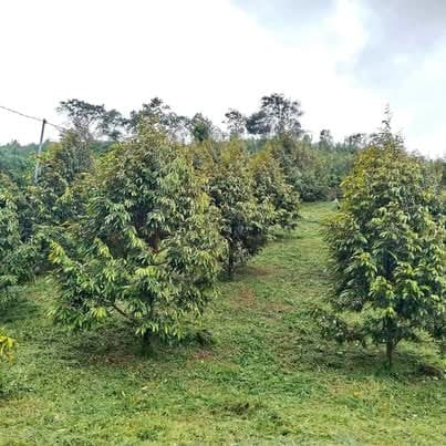 7,8 sào vườn Lộc Thành, Bảo Lâm — 550 triệu/sào