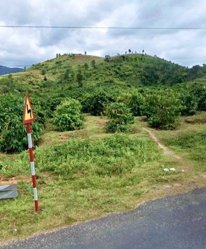 8,3 sào cà phê tơ mặt QL19B, Đắk Đoa, Gia Lai — 2,5 tỷ - ảnh 2