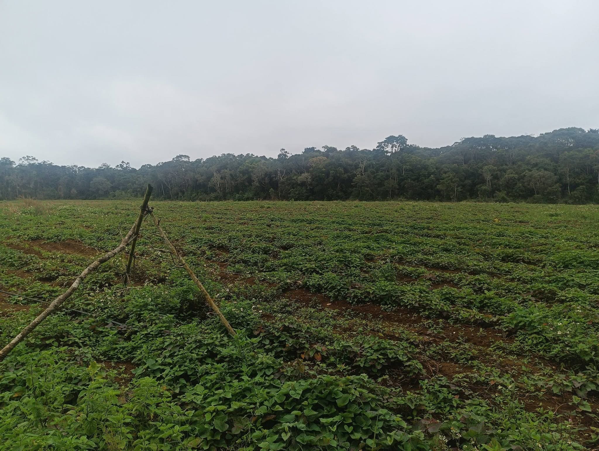 8,5ha đất đỏ bazan Sơn Lang, Kbang, Gia Lai