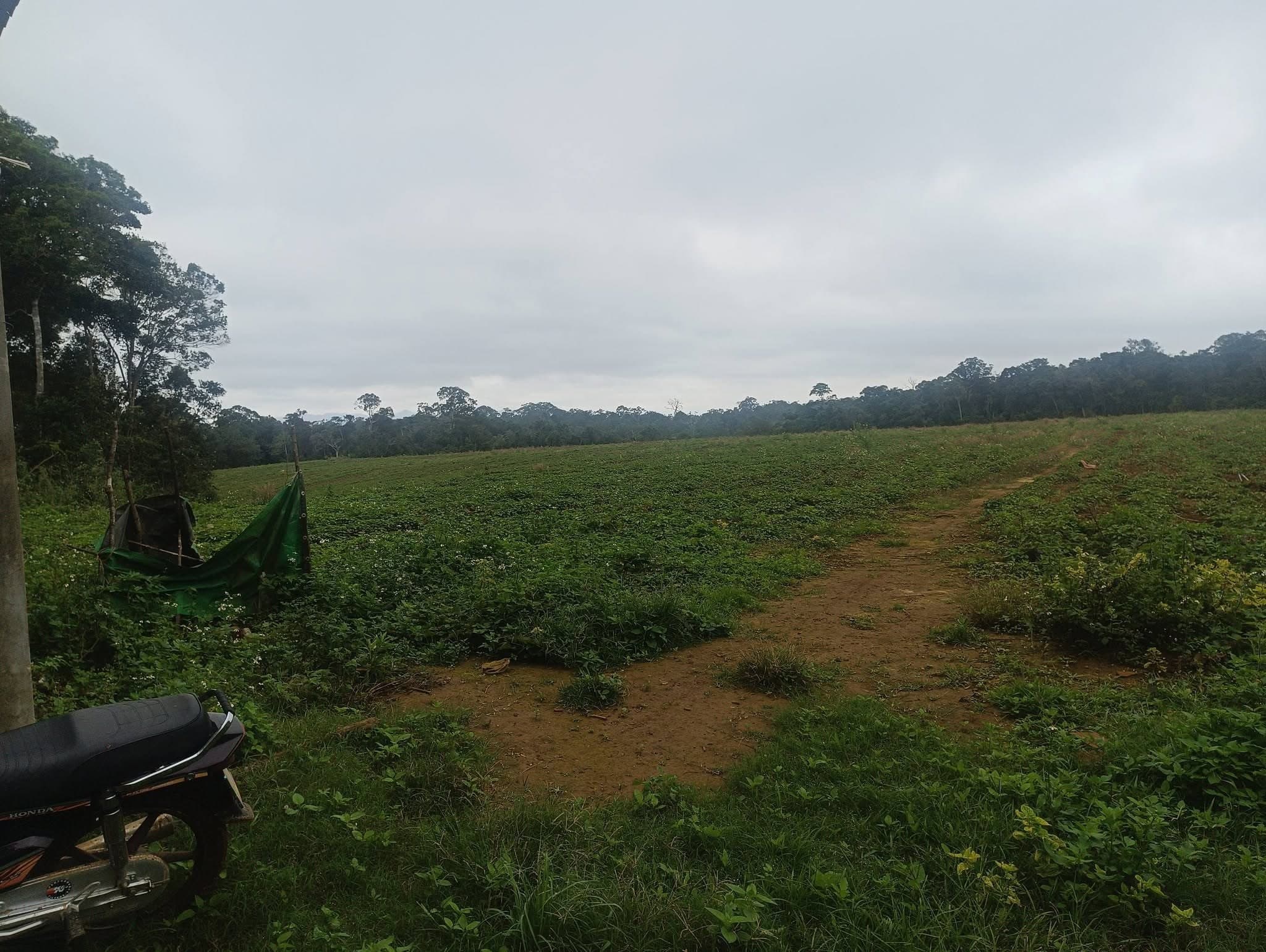8,5ha đất đỏ bazan Sơn Lang, Kbang, Gia Lai - ảnh 2