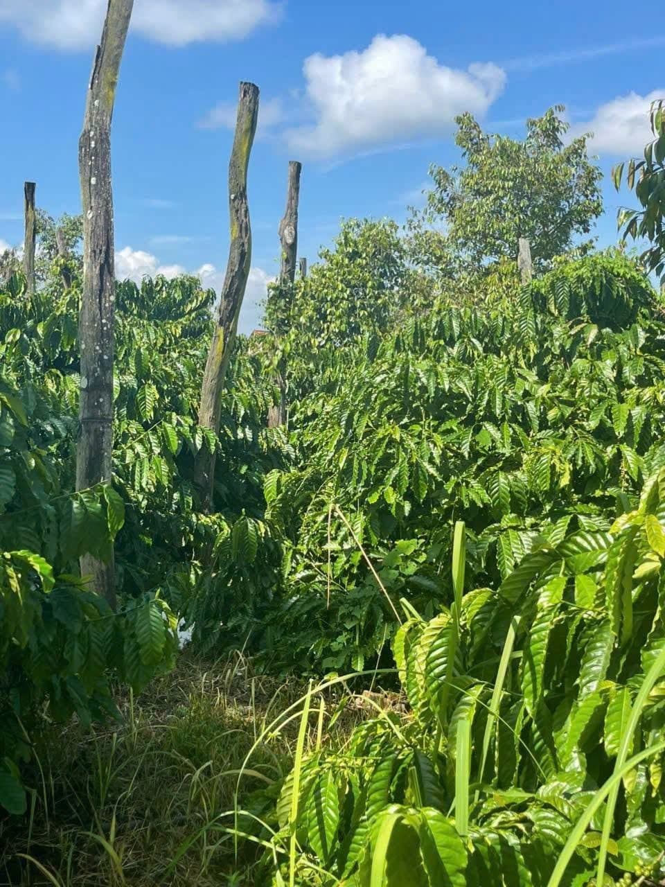 9 sào Ea Nuôl, Buôn Đôn — 350tr/sào - ảnh 2