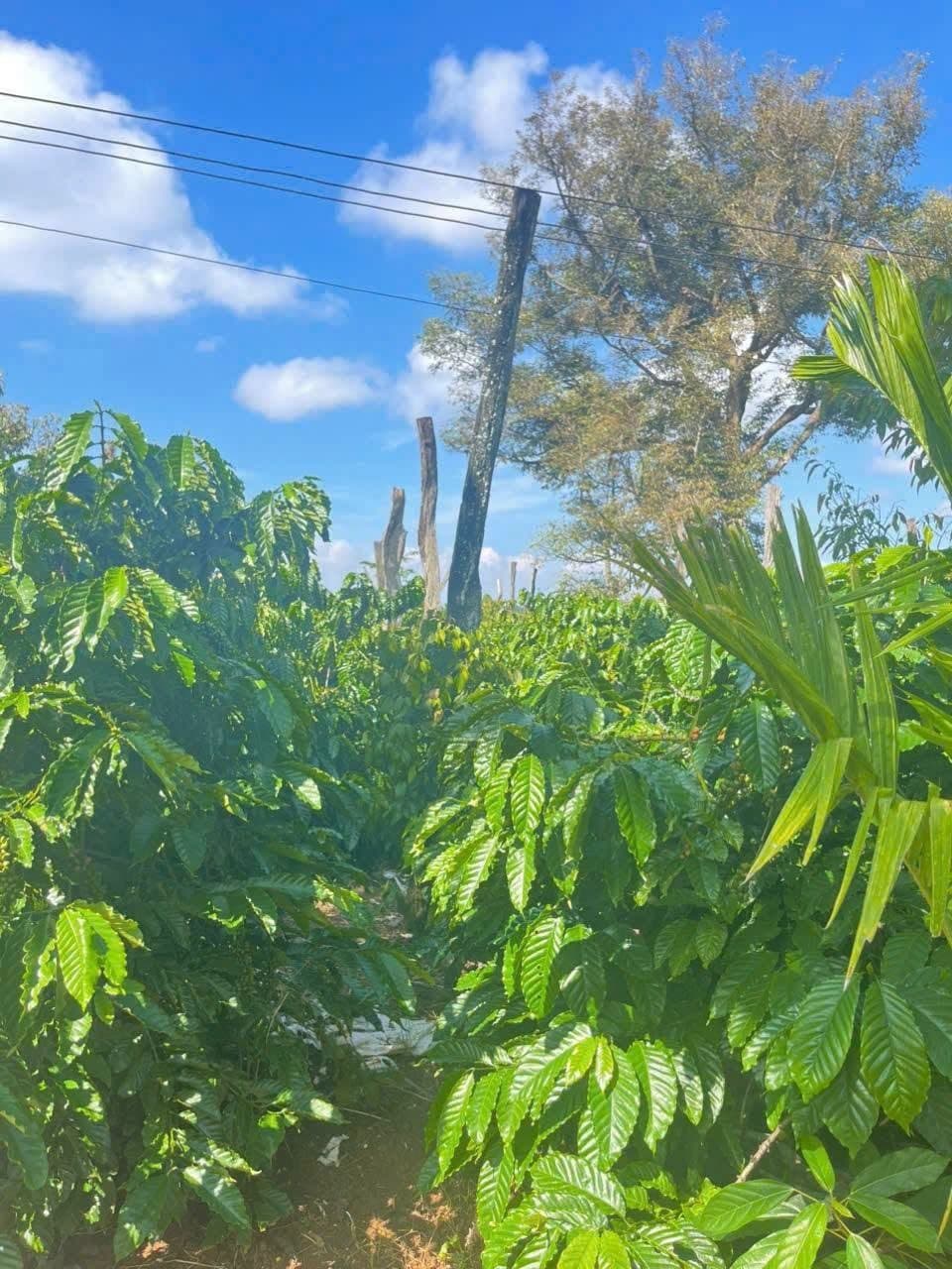 9 sào Ea Nuôl, Buôn Đôn — 350tr/sào - ảnh 4