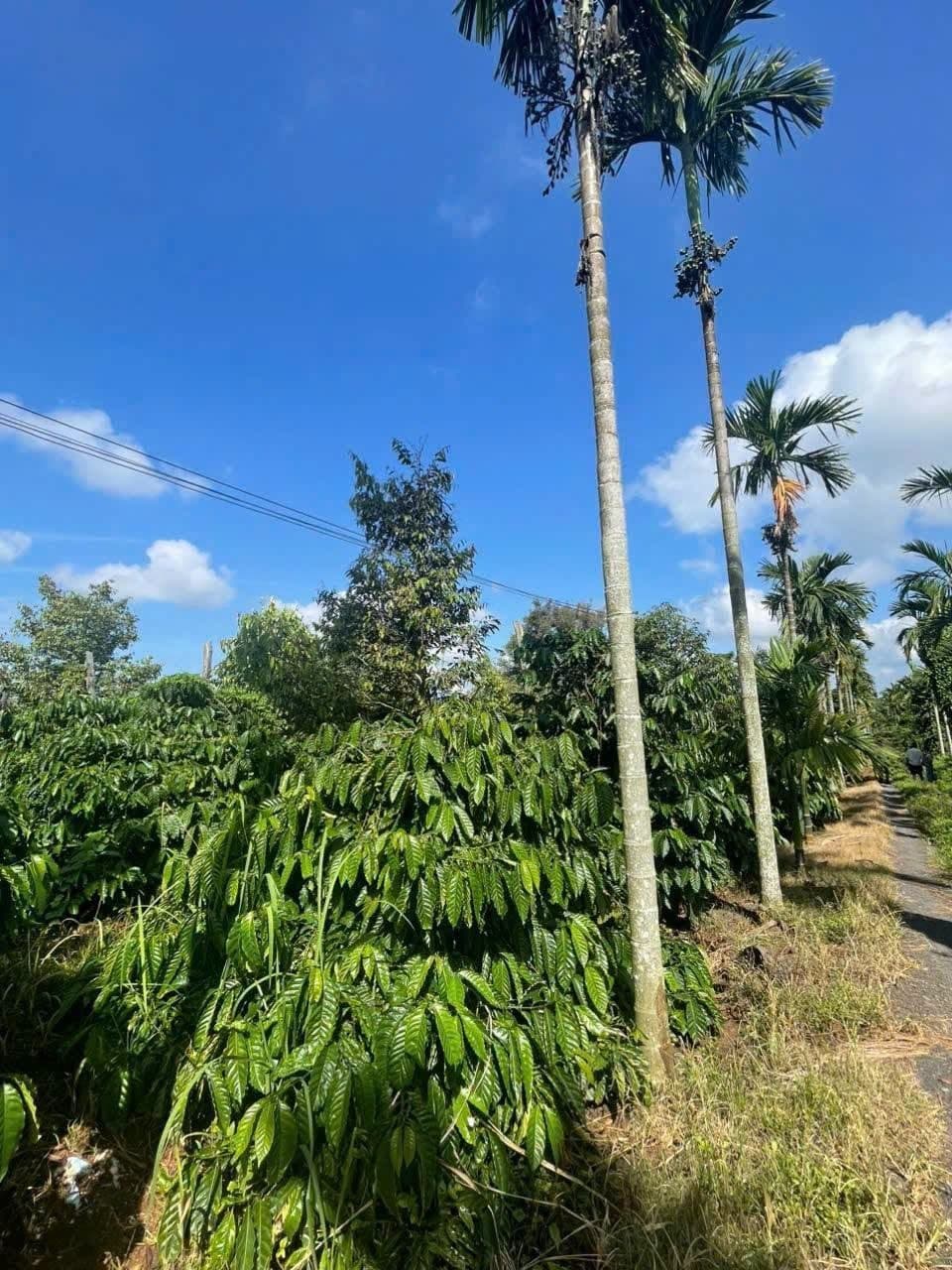 9 sào Ea Nuôl, Buôn Đôn — 350tr/sào - ảnh 5