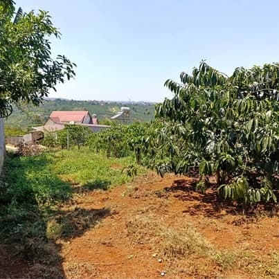 923m² đất trung tâm Di Linh có vườn cà phê — 1,85 tỷ