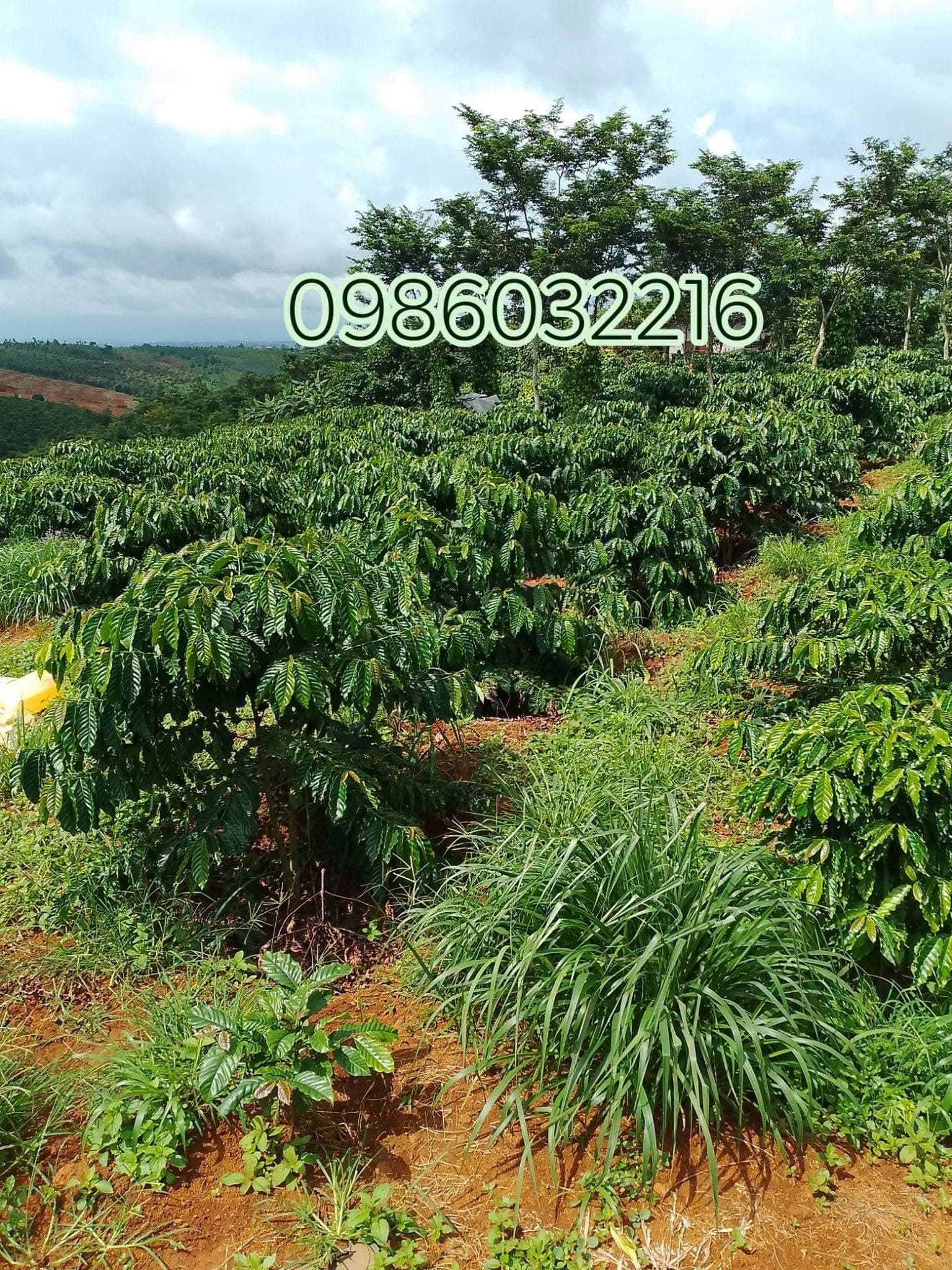 Bán 1,1ha đất thôn 7 Đăk Ha, Bắc Gia Nghĩa