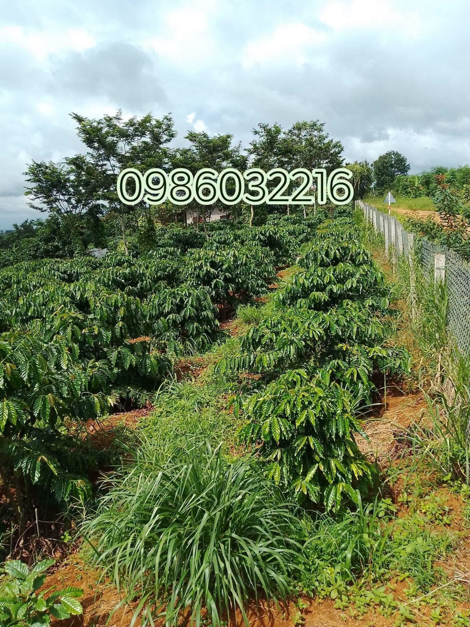 Bán 1,1ha đất thôn 7 Đăk Ha, Bắc Gia Nghĩa - ảnh 2