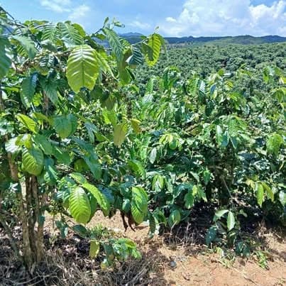 Bán 1,2ha vườn cà phê (Ma Am, Tà Hine, Đức Trọng, Lâm Đồng)