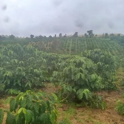 Bán 1,2ha vườn cà phê tơ (Đà Loan)