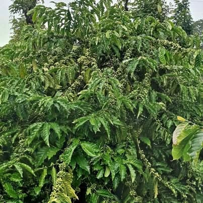 Bán 1.42ha cà phê sen tiêu (xã Hải Yang, Đak Đoa, Gia Lai)