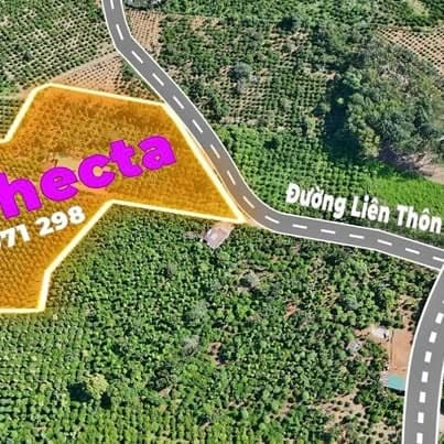 Bán 1.4ha nhà vườn cà phê + hồ tiêu (Đắk Sắk, Krông Nô)