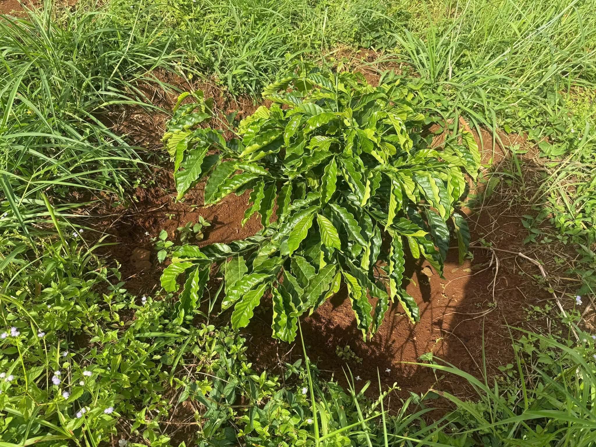Bán 1,6ha đất vườn Kiến Đức (cà phê con)
