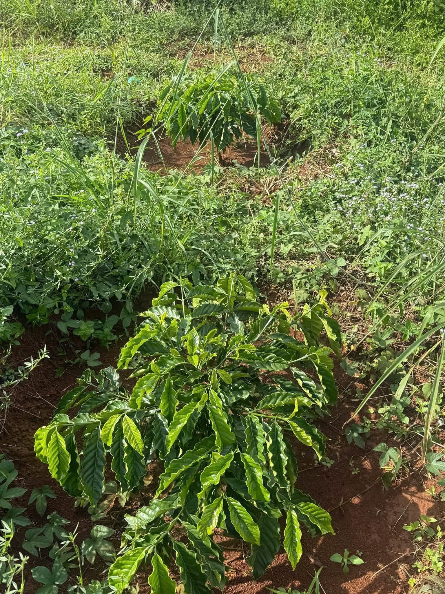 Bán 1,6ha đất vườn Kiến Đức (cà phê con) - ảnh 2