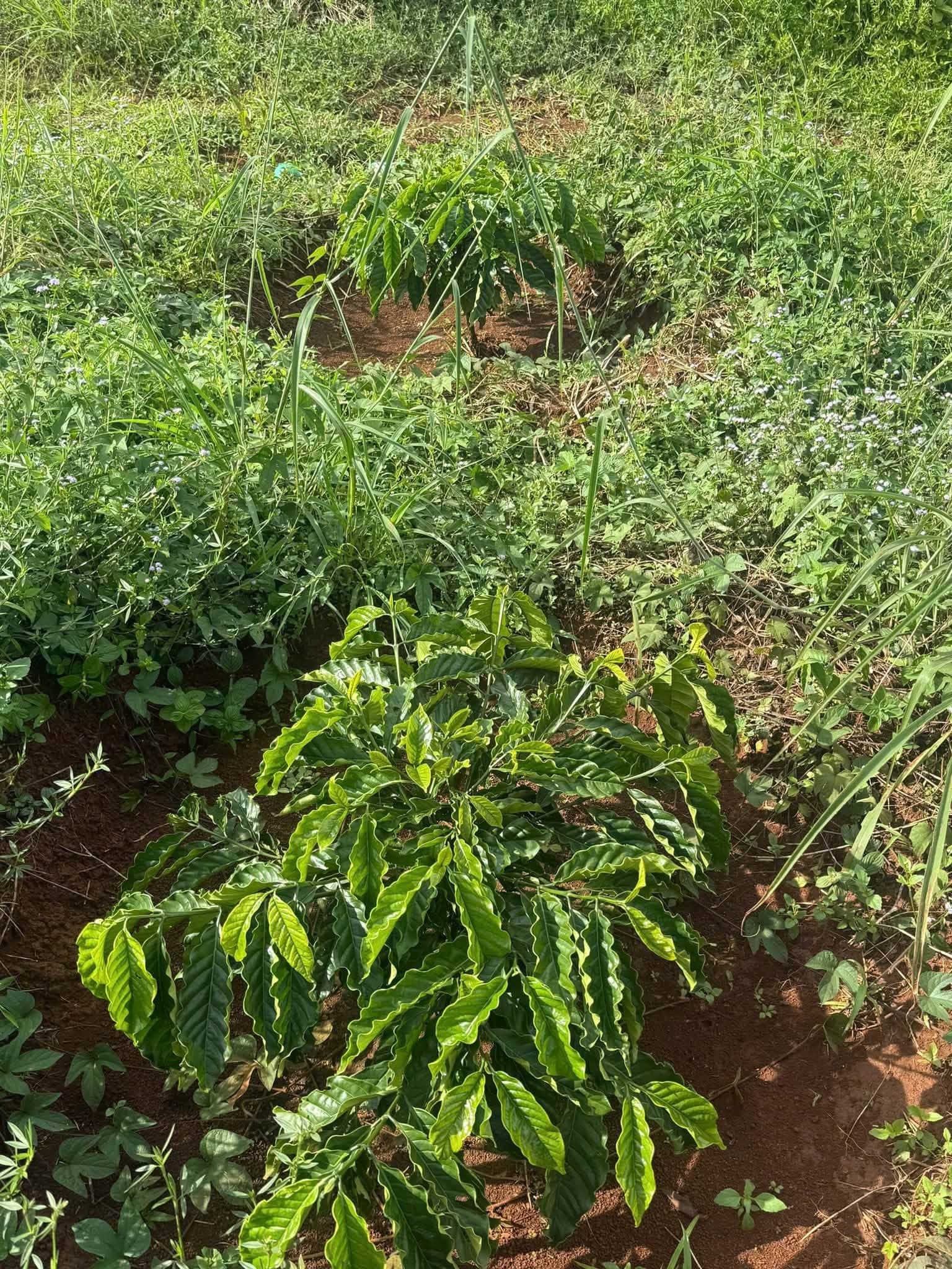 Bán 1,6ha đất vườn Kiến Đức (cà phê con) - ảnh 3