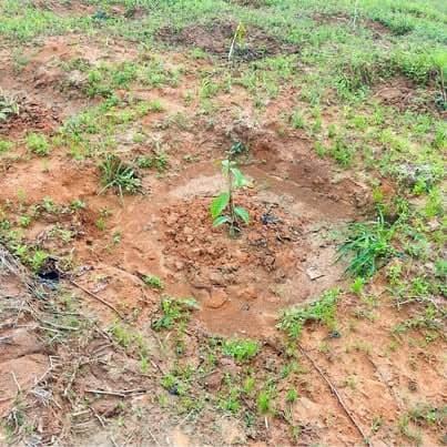 Bán 1,7ha cà phê (Kon Hre, Ngọk Réo, Kon Tum)