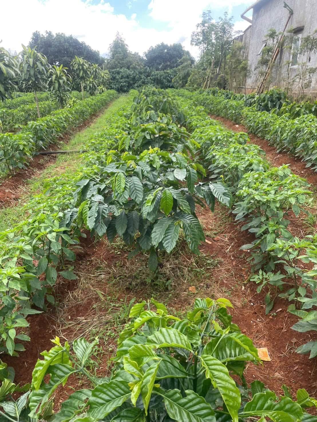 Bán 1,8ha full cà phê (Đắk Rung cũ)