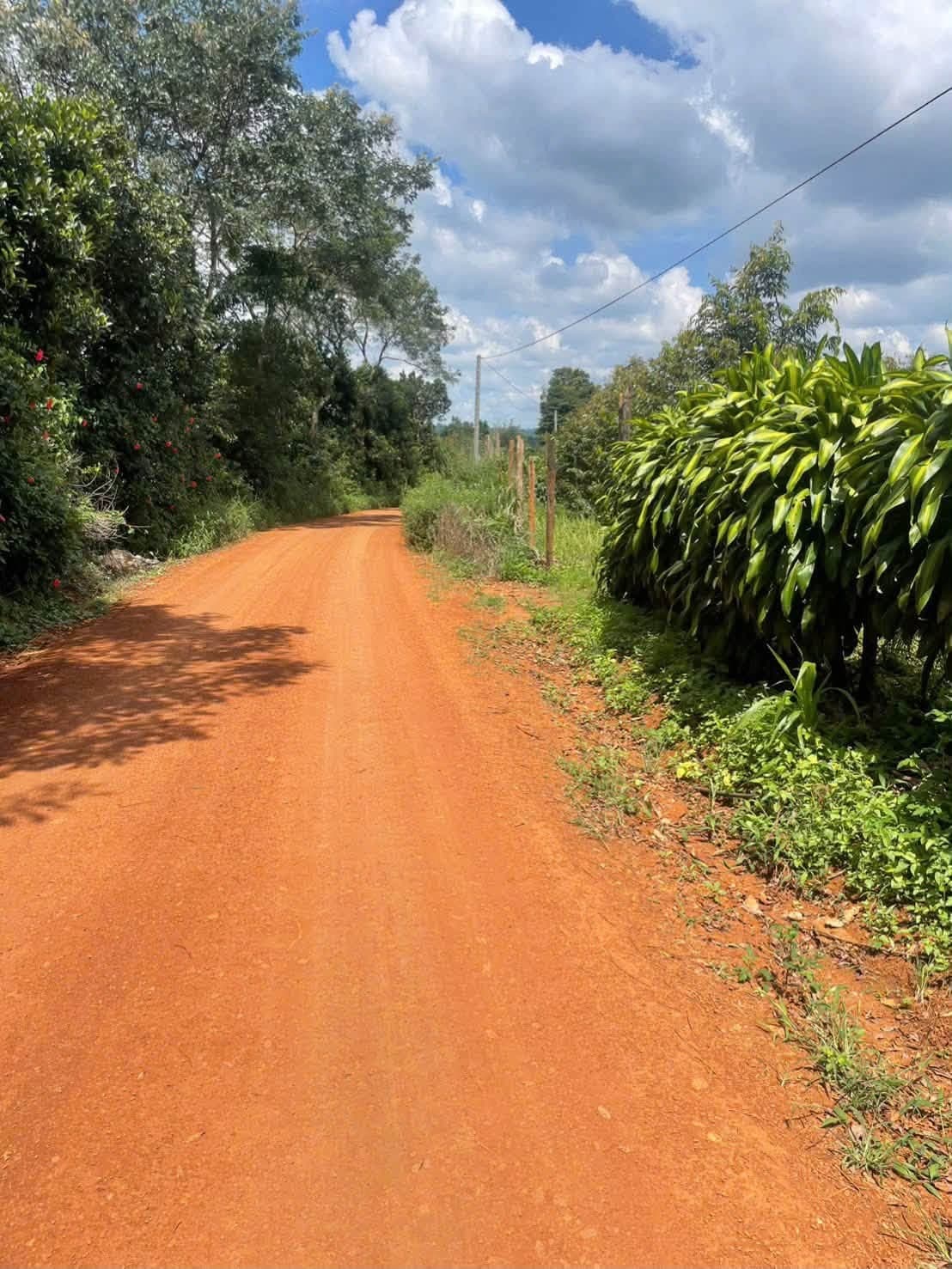 Bán 1,8ha full cà phê (Đắk Rung cũ) - ảnh 3