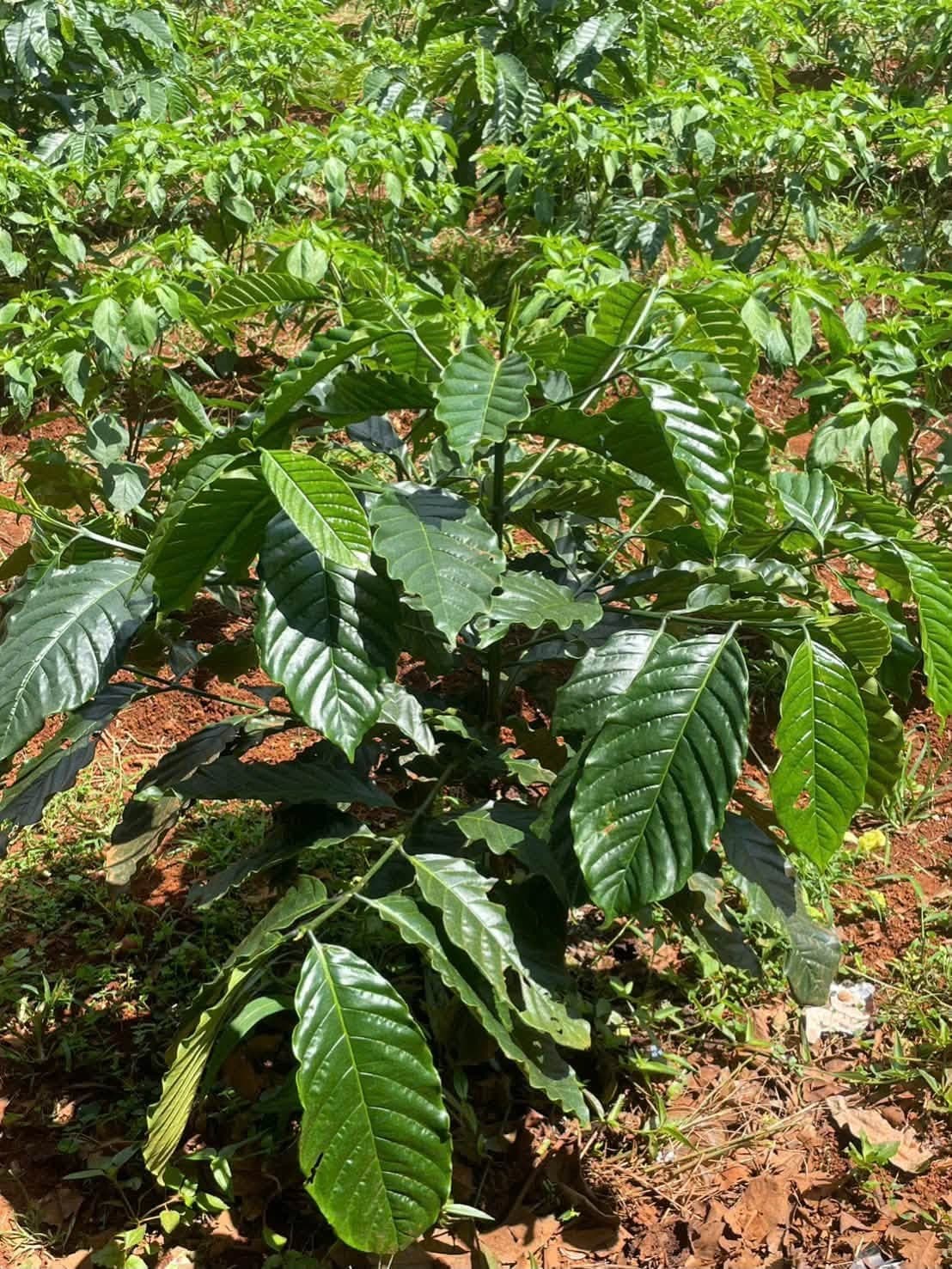 Bán 1,8ha full cà phê (Đắk Rung cũ) - ảnh 4