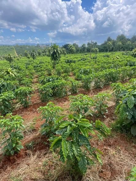 Bán 1,8ha full cà phê (Đắk Rung cũ) - ảnh 5