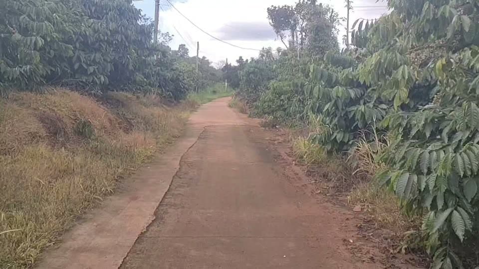 Bán 1ha cà phê đông đặc