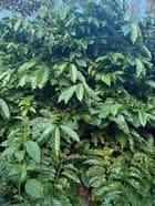 Bán 2.2ha rẫy cà phê đang kinh doanh, Esin Krông Búk
